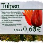 Tulpen