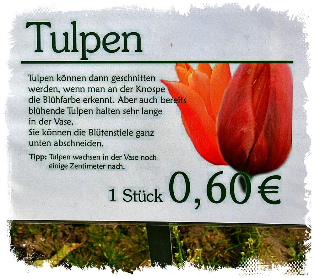 Tulpen