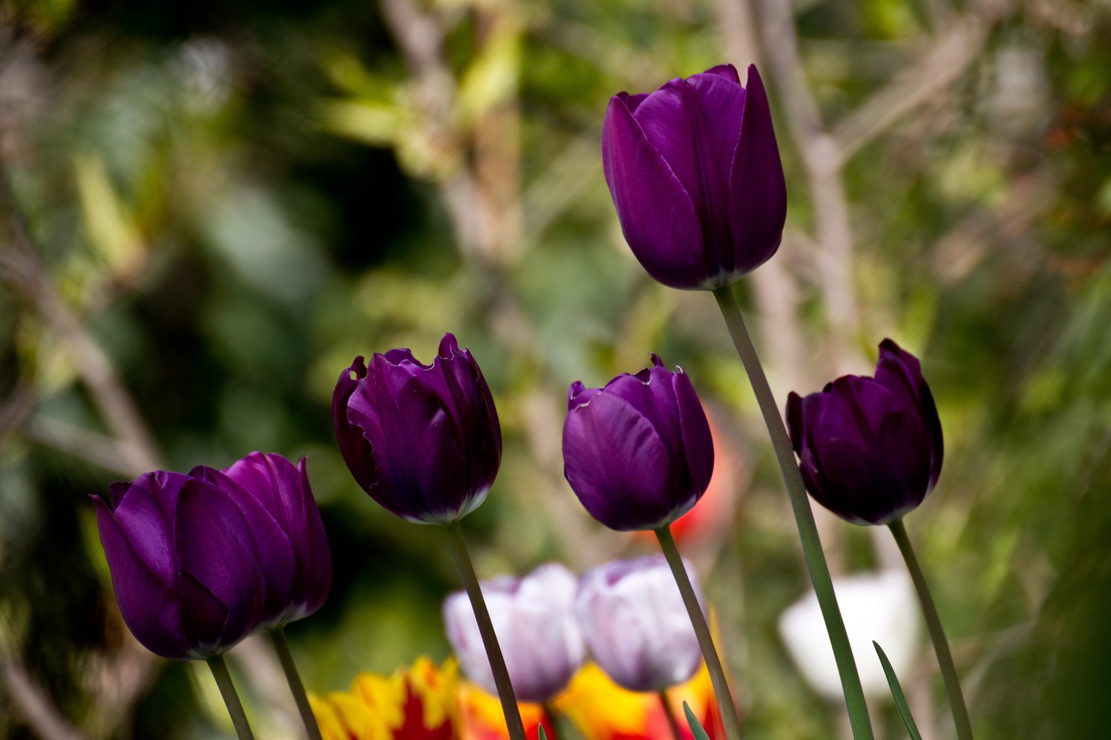 Tulpen