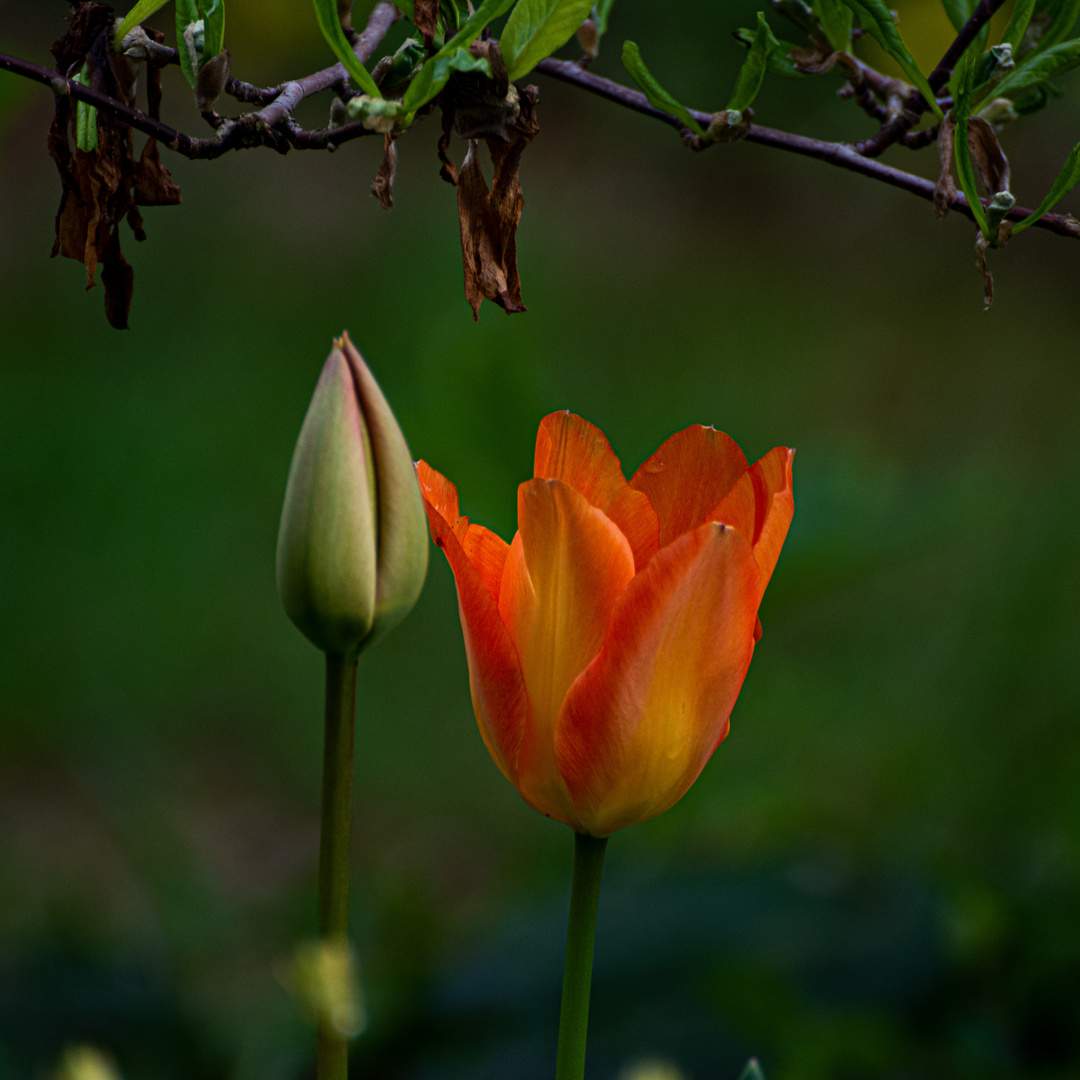 Tulpen