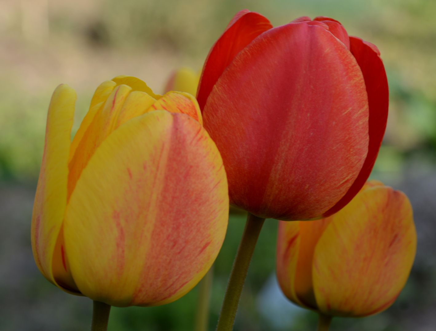 tulpen