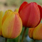 tulpen