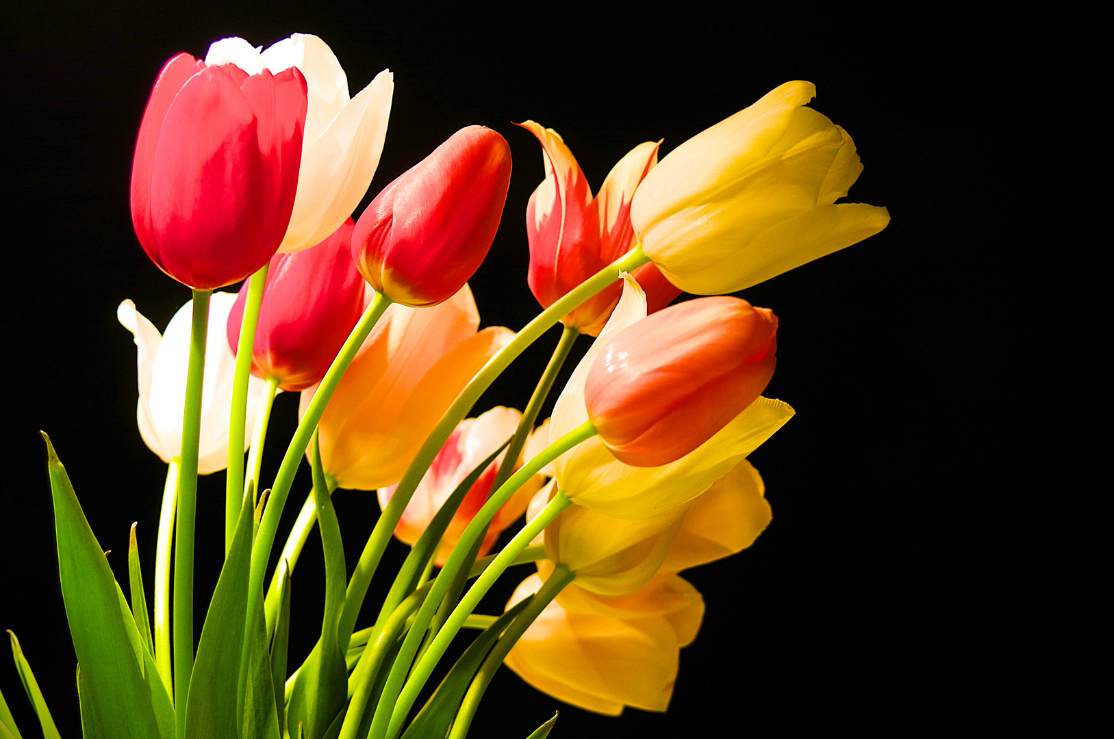 Tulpen