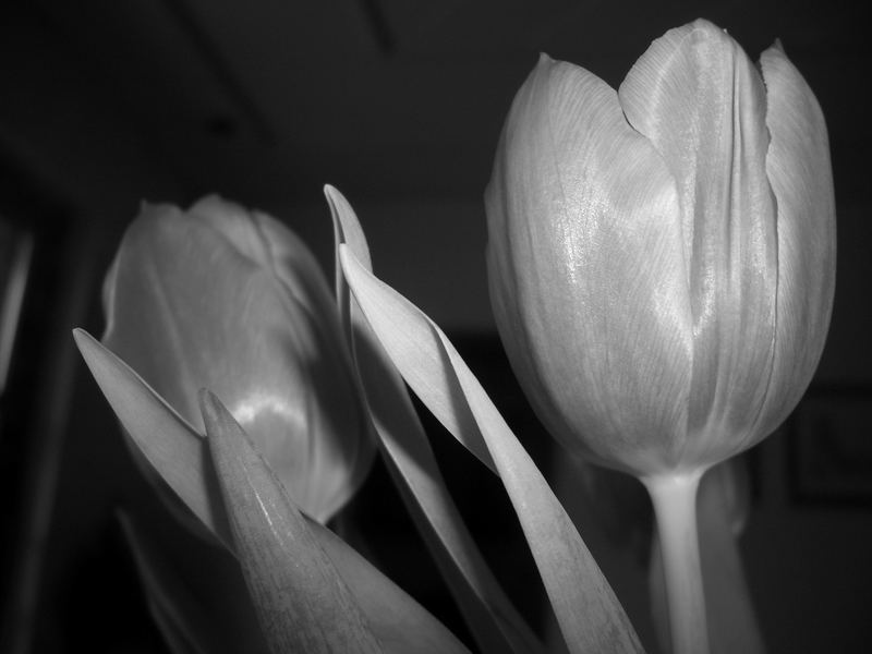 Tulpen