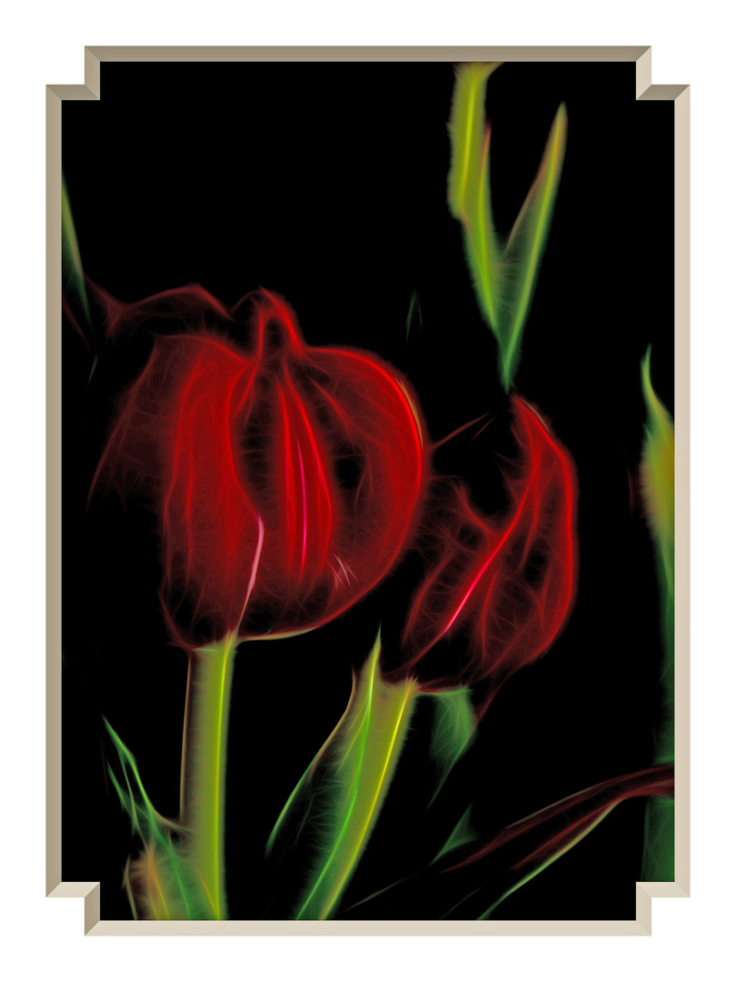 Tulpen