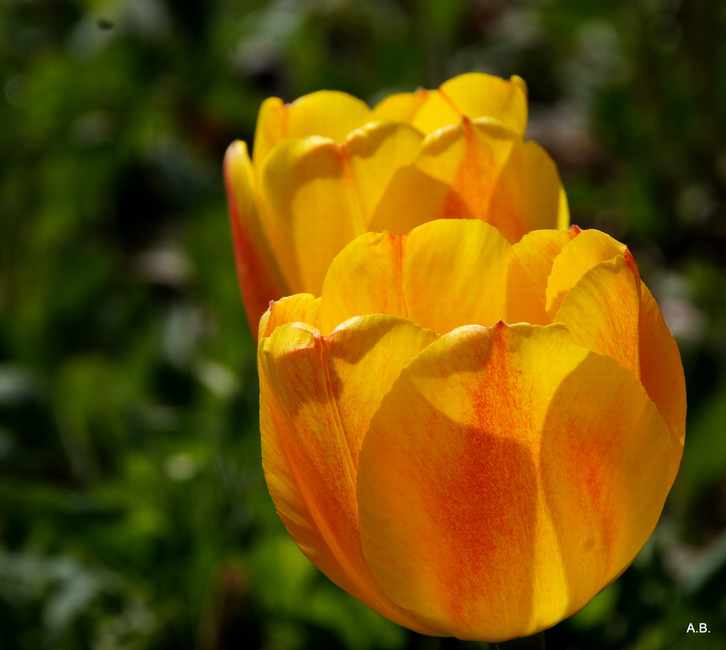 Tulpen......