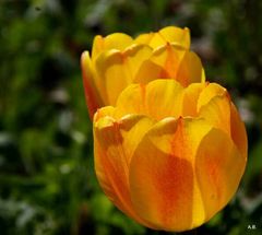 Tulpen......