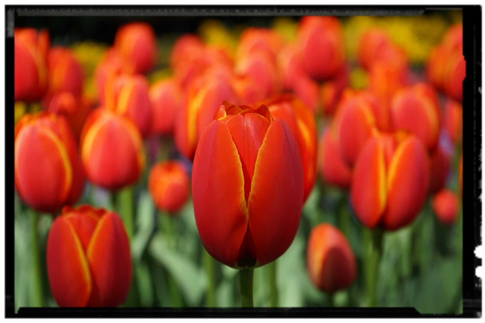 Tulpen