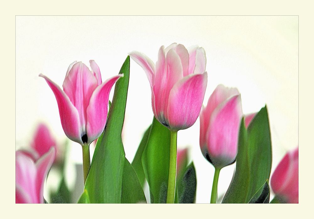 Tulpen...