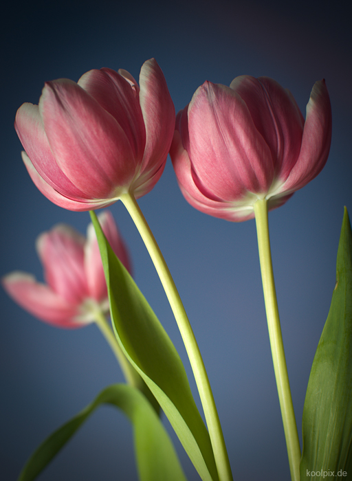 tulpen