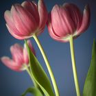 tulpen