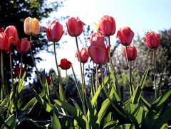 Tulpen