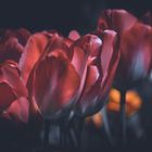 Tulpen 