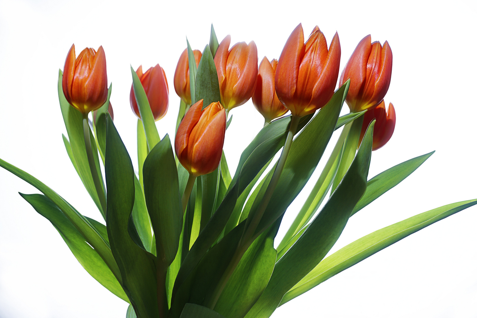 Tulpen