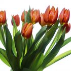 Tulpen