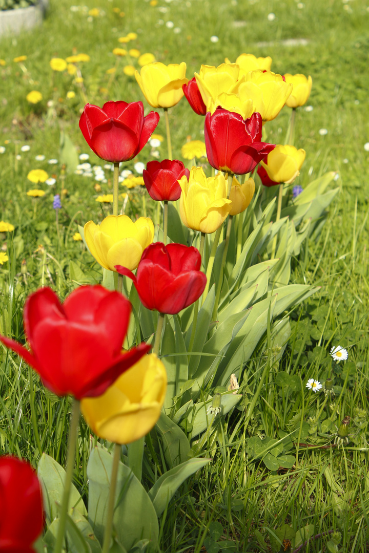 Tulpen