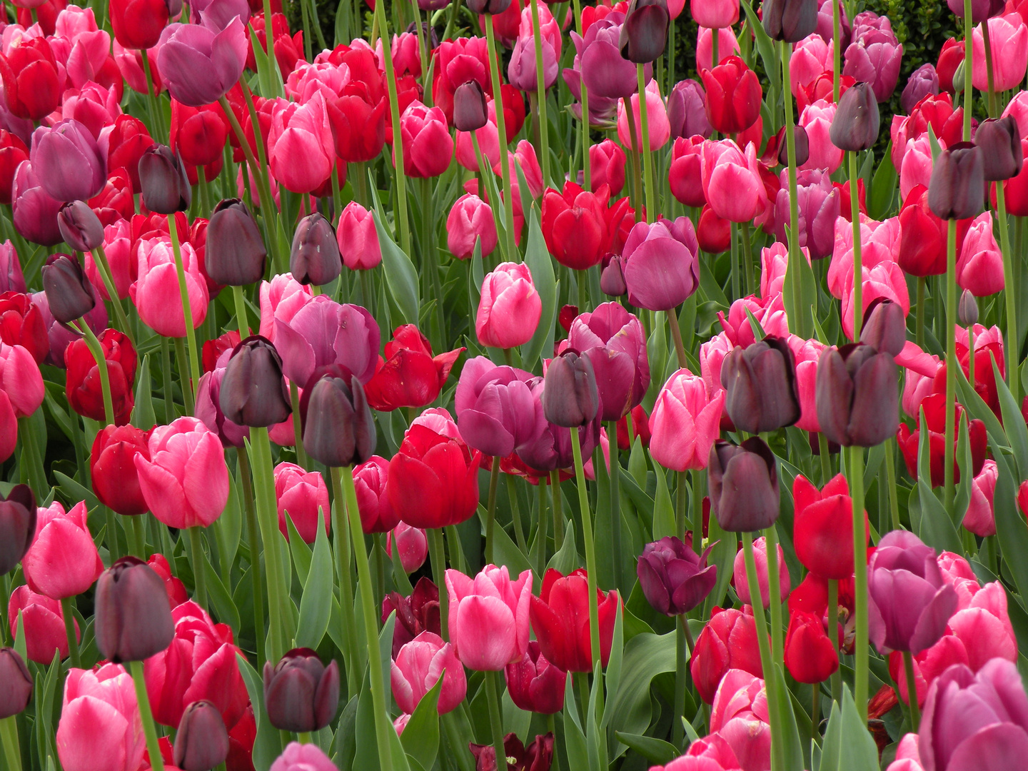 Tulpen