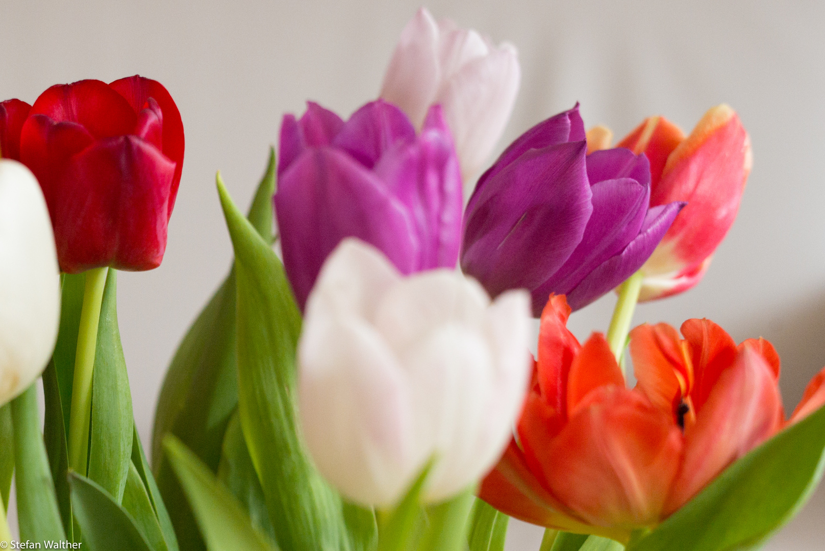 Tulpen