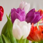 Tulpen