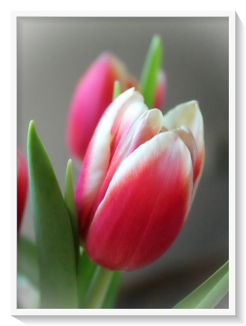 Tulpen