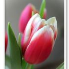 Tulpen