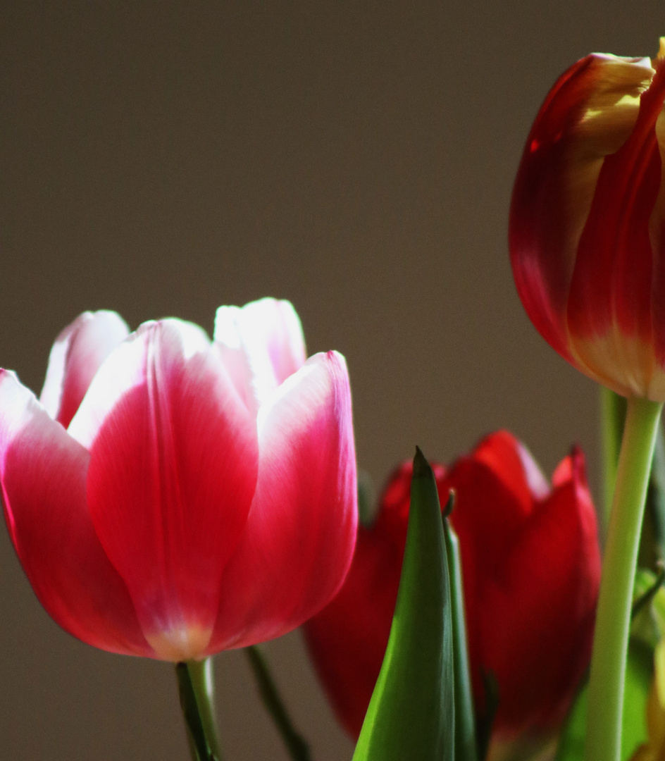 Tulpen