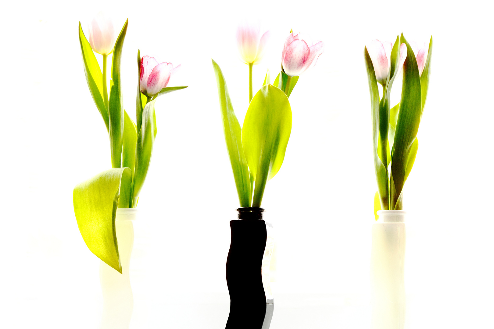 Tulpen