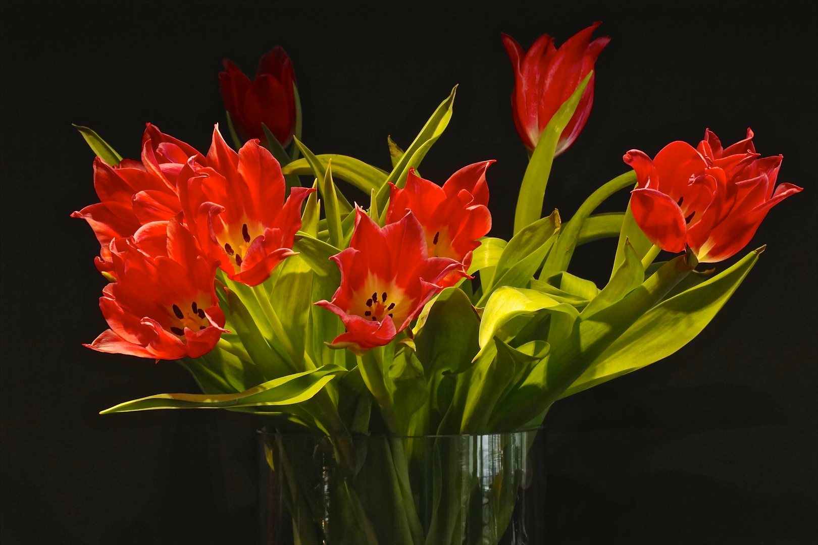 Tulpen