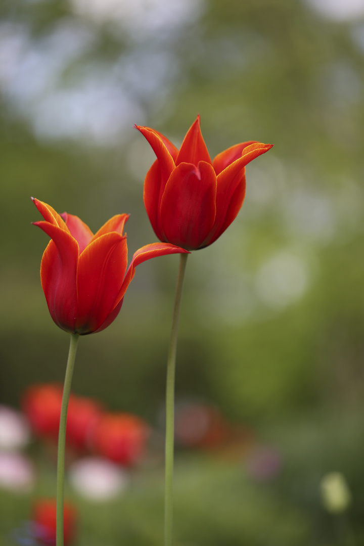 Tulpen