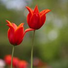 Tulpen