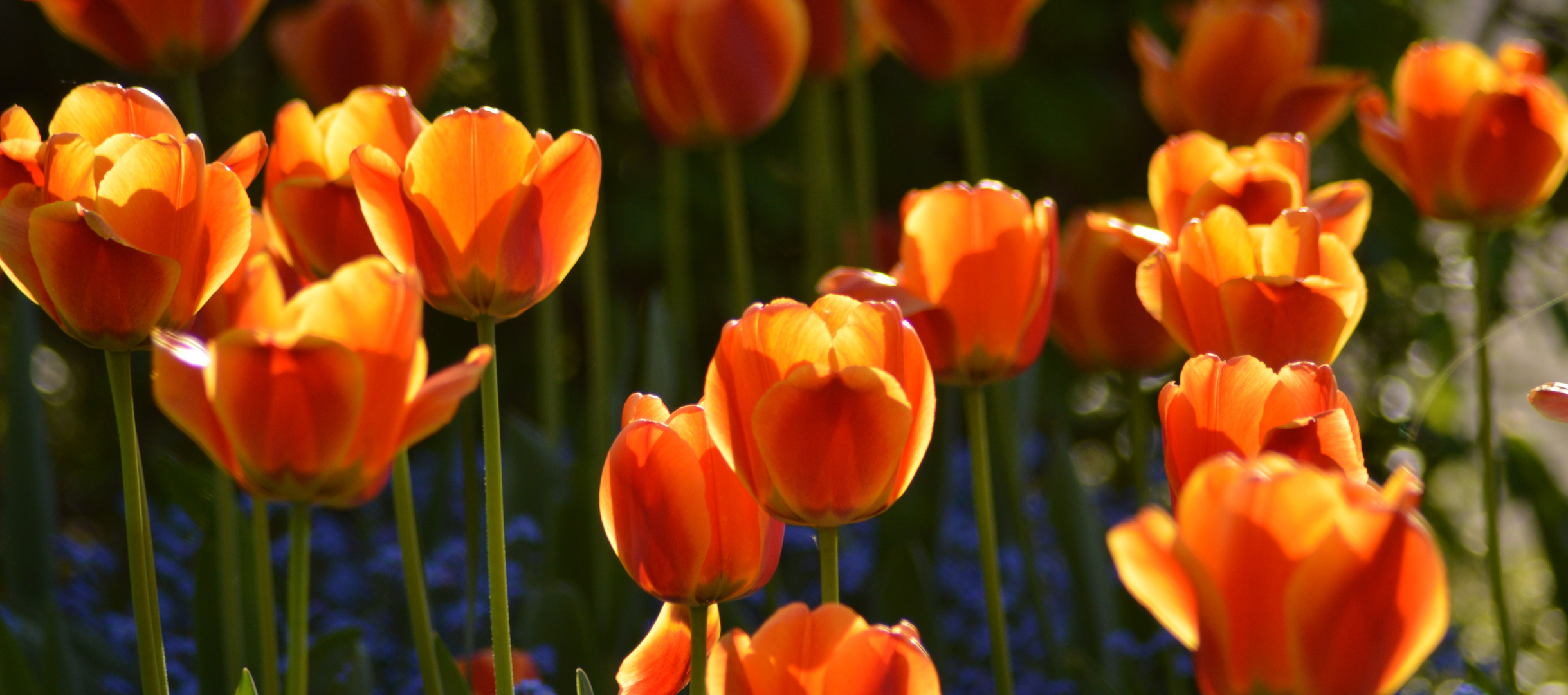 Tulpen