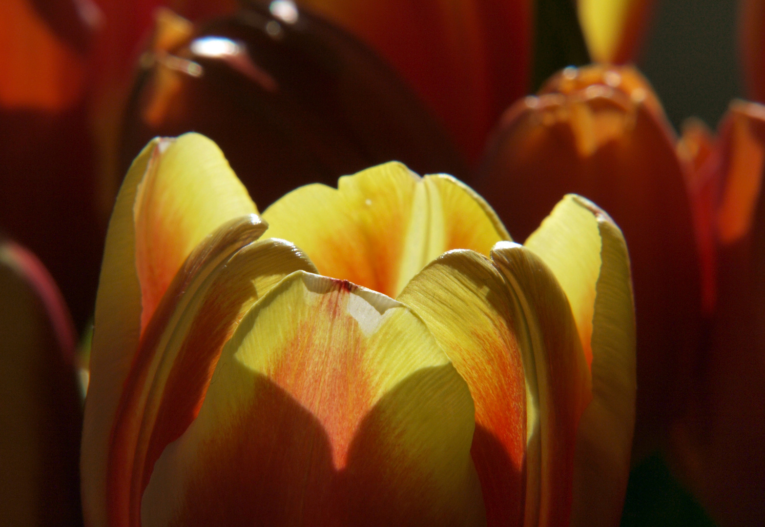 Tulpen