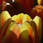 Tulpen