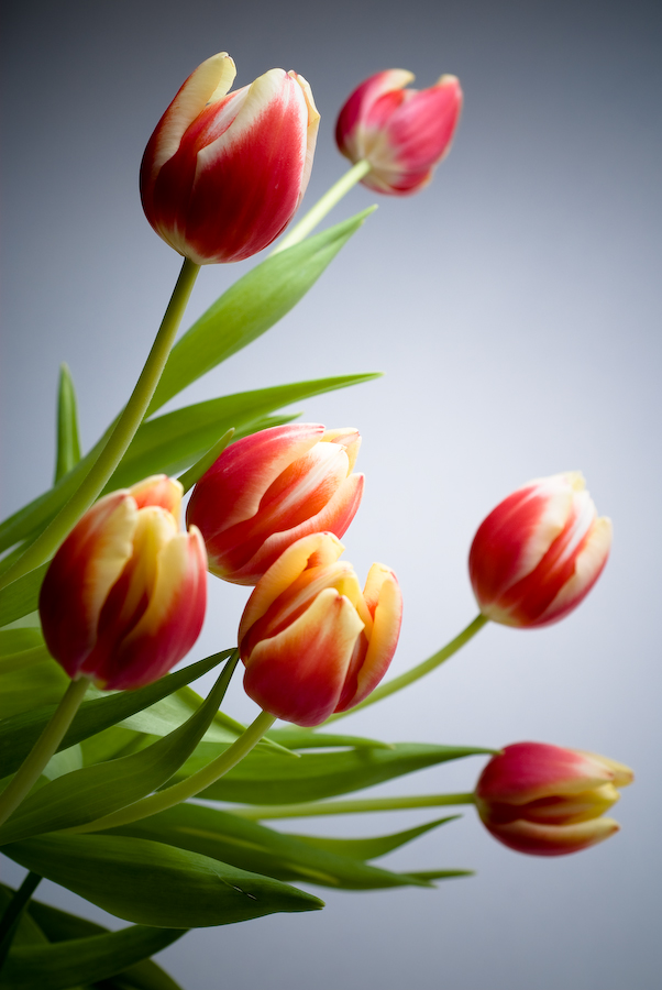 - Tulpen -