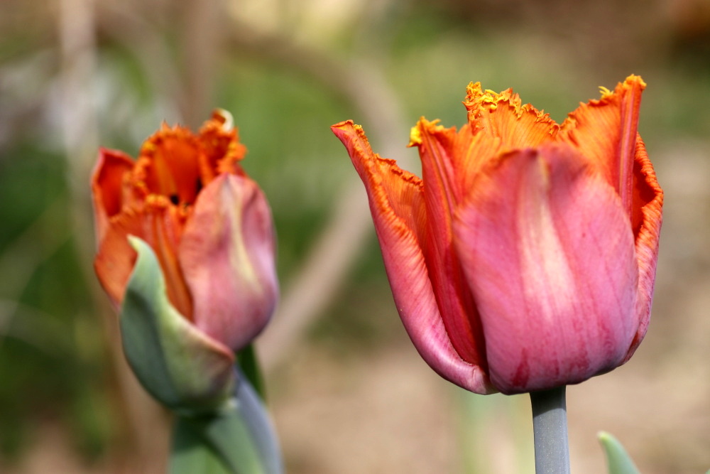 Tulpen