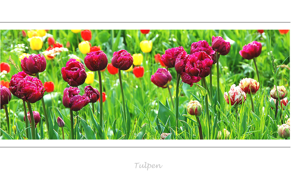 Tulpen