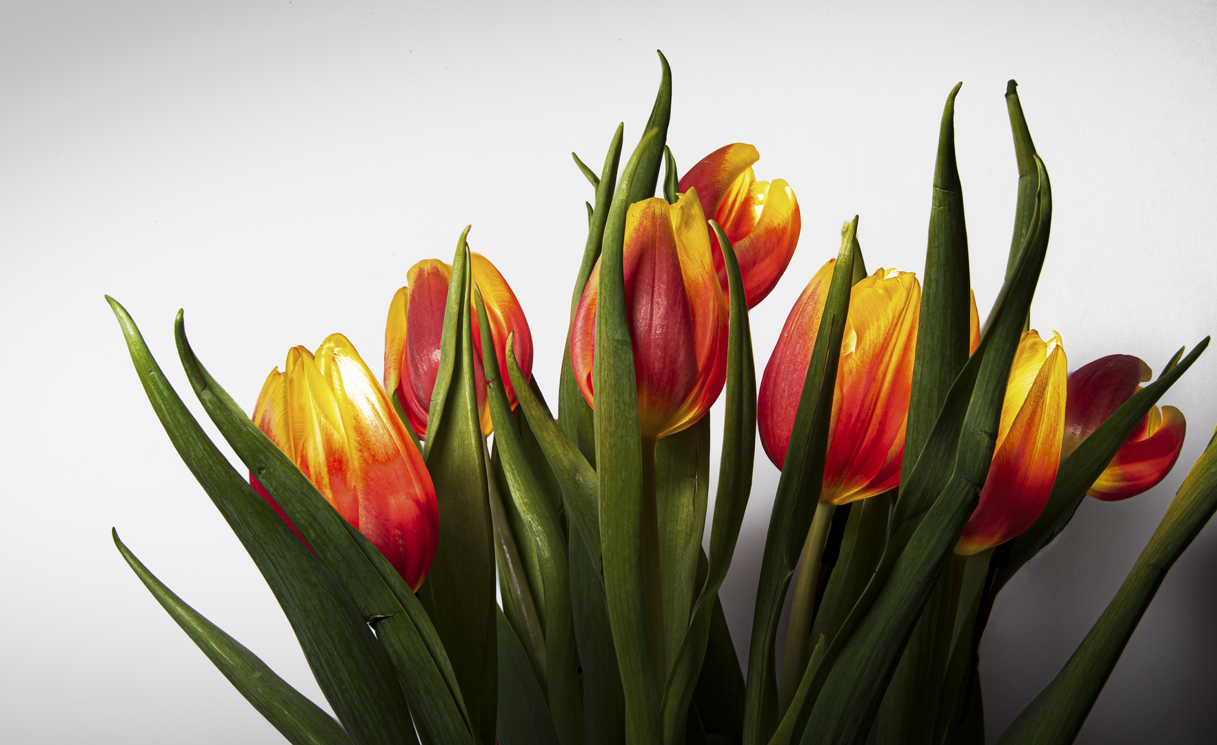 Tulpen...