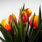 Tulpen...