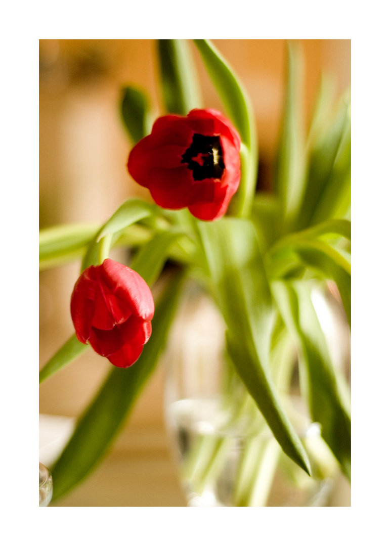 Tulpen