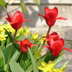 Tulpen