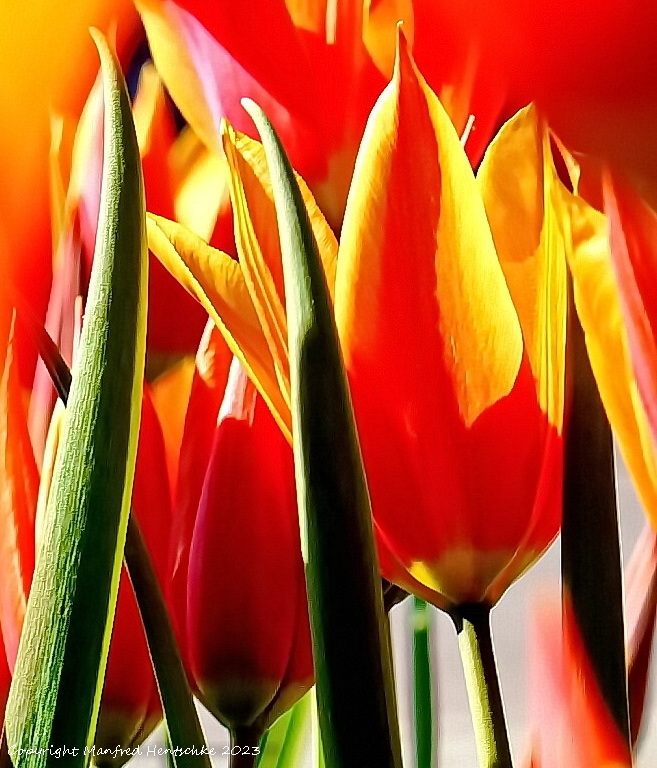 Tulpen 