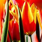 Tulpen 