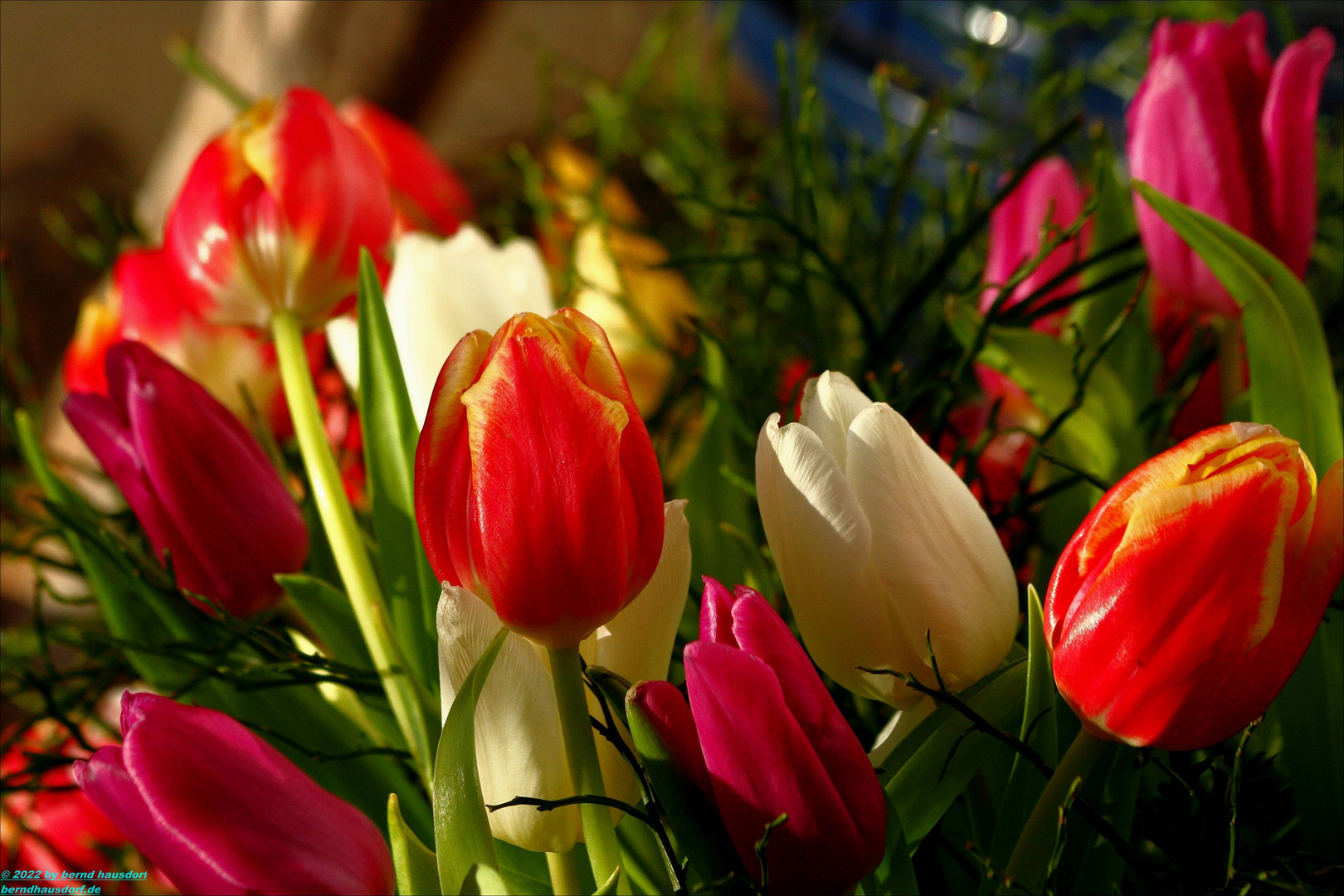 Tulpen