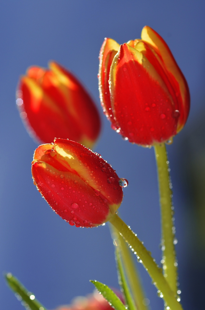 Tulpen