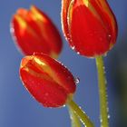 Tulpen