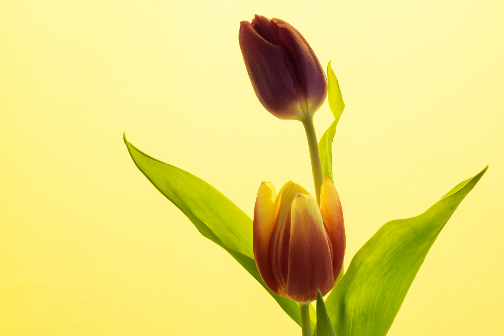 Tulpen