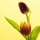 Tulpen