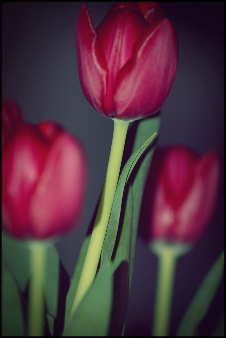 Tulpen