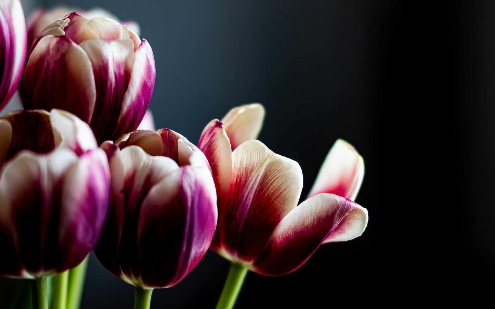 Tulpen