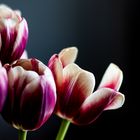 Tulpen